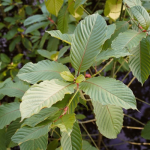 Role of borneo kratom in long-term wellness plans
