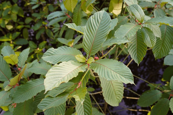 Role of borneo kratom in long-term wellness plans