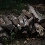 Firewood, wood, coal — How to Join Cricket Betting Tournaments on Baji999