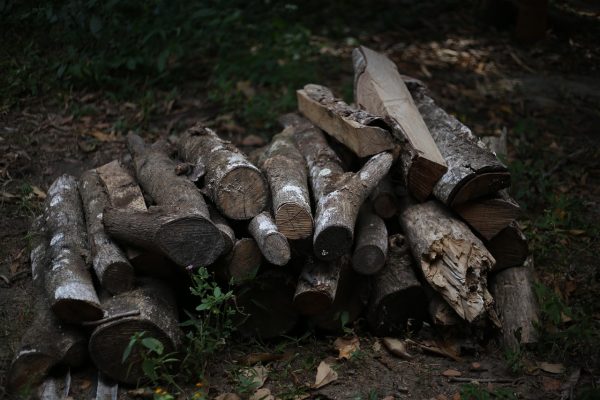 Firewood, wood, coal — How to Join Cricket Betting Tournaments on Baji999