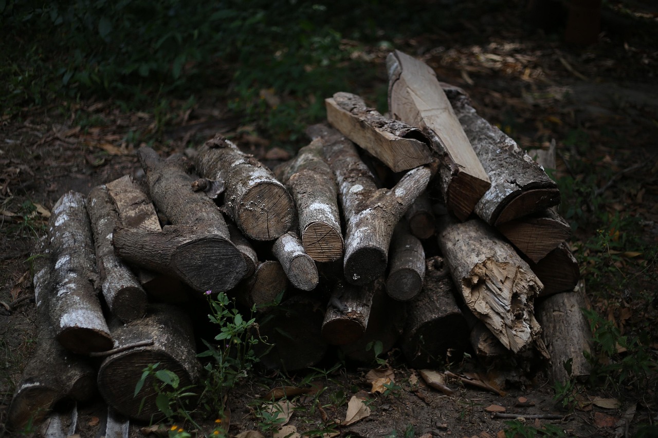 Firewood, wood, coal — How to Join Cricket Betting Tournaments on Baji999