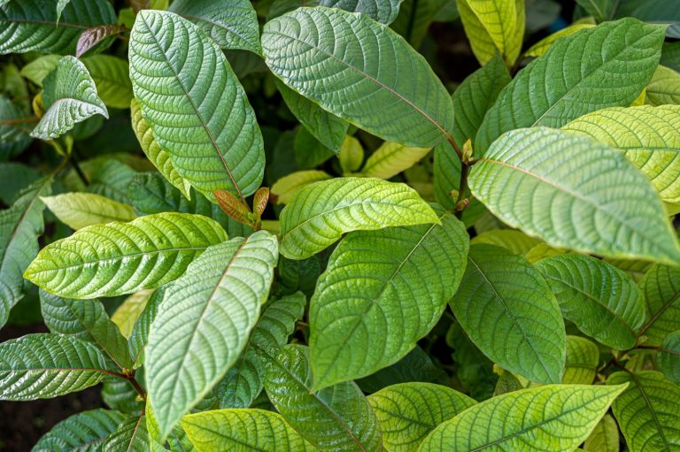 Where to find top-quality kratom online without hassle?